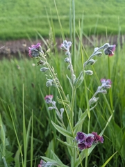 Cynoglossum officinale