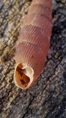 Macrogastra ventricosa