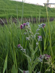Cynoglossum officinale