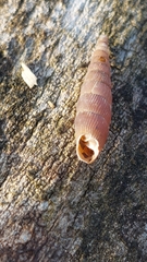 Macrogastra ventricosa