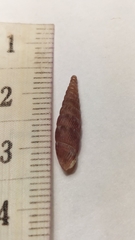 Macrogastra ventricosa