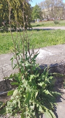 Sonchus oleraceus