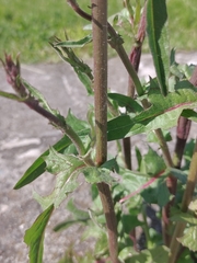 Sonchus oleraceus