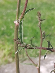 Sonchus oleraceus