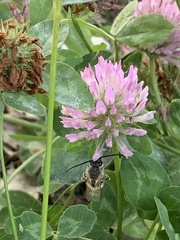 Eucera longicornis