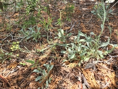 Physaria engelmannii