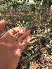 Physaria engelmannii