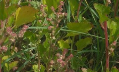 Chenopodium