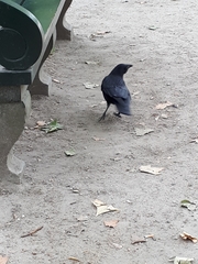Corvus corone