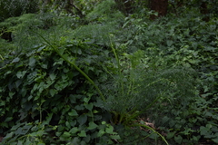Arracacia tolucensis