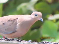 Zenaida macroura image