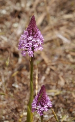 Anacamptis pyramidalis