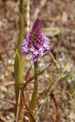 Anacamptis pyramidalis