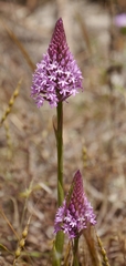 Anacamptis pyramidalis