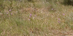 Anacamptis pyramidalis