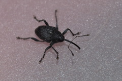Curculio vicetinus