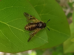 Abia lonicerae
