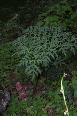Prionosciadium thapsoides