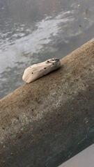 Diaphora mendica