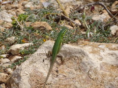 Podarcis waglerianus