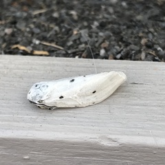 Diaphora mendica