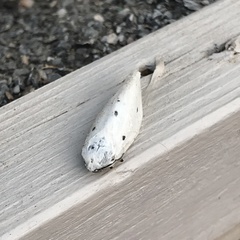 Diaphora mendica