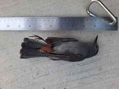 Dumetella carolinensis