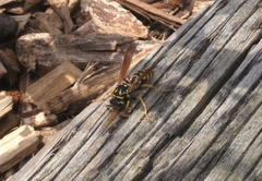 Polistes dominula