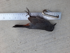 Dumetella carolinensis