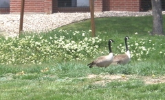 Branta canadensis
