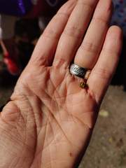 Harmonia axyridis