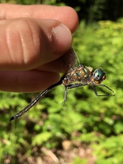 Somatochlora kennedyi