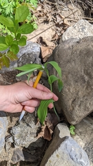 Polygonatum biflorum