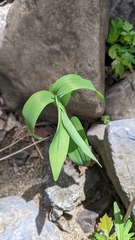 Polygonatum biflorum