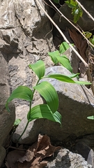 Polygonatum biflorum