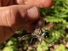 Somatochlora kennedyi