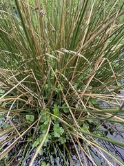 Juncus effusus effusus