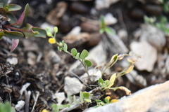 Physaria recurvata
