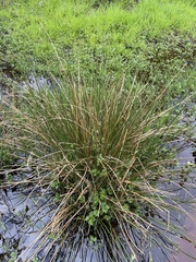 Juncus effusus effusus