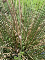 Juncus effusus effusus