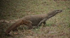 Varanus bengalensis bengalensis