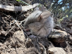 Peromyscus truei