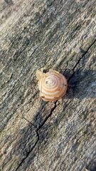 Perforatella bidentata