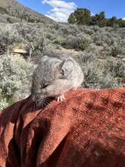 Peromyscus truei