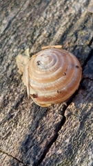 Perforatella bidentata