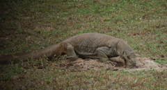 Varanus bengalensis bengalensis