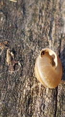 Perforatella bidentata