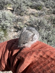 Peromyscus truei