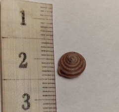 Perforatella bidentata