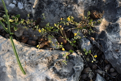 Physaria recurvata
